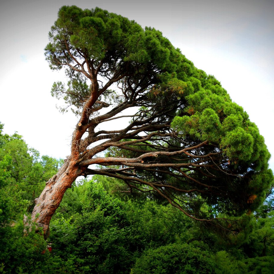 Сосна Палласа Pinus pallasiana