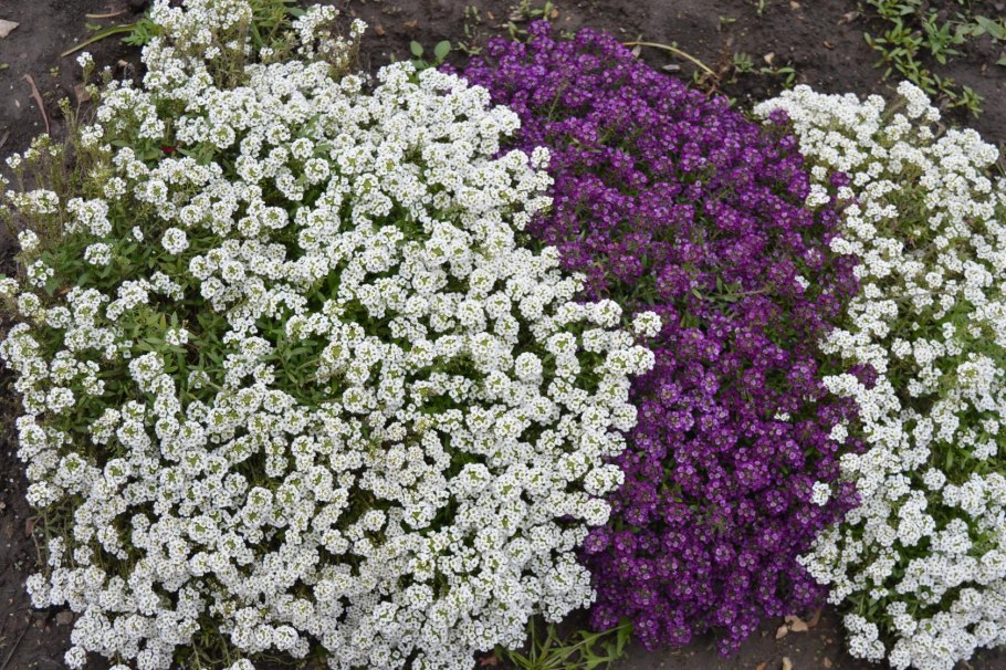 Колокольчик персиколистный Уайт