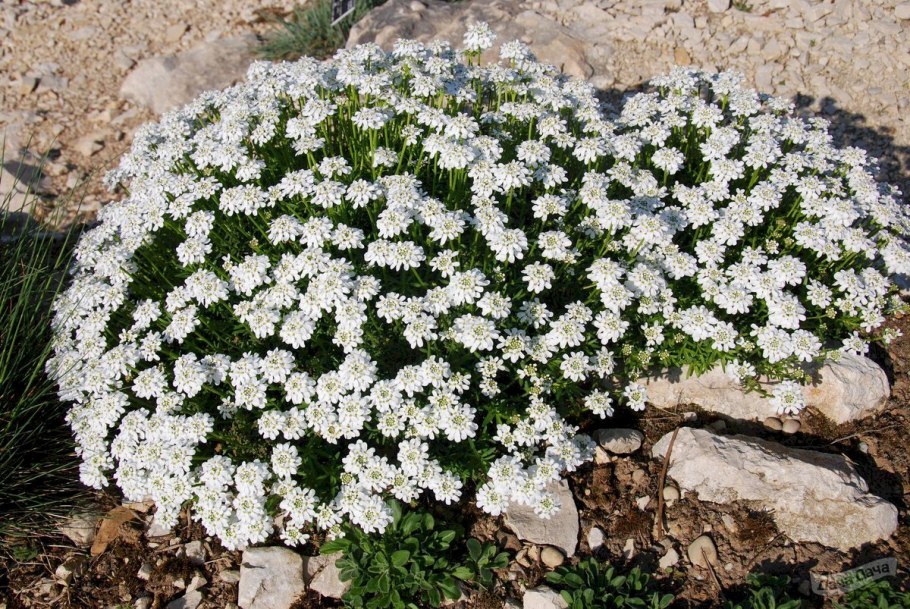 Гвоздика перистая Садовая многолетняя