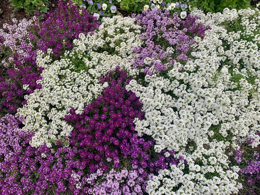 Анемона японская 'Honorine Jobert'