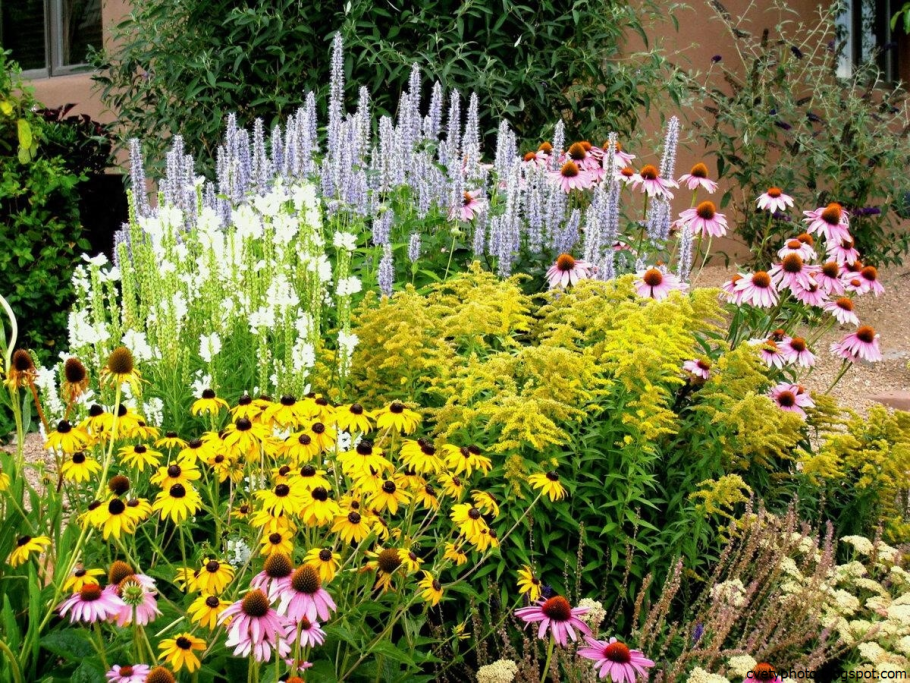 Многолетние растения для сада с белыми цветами