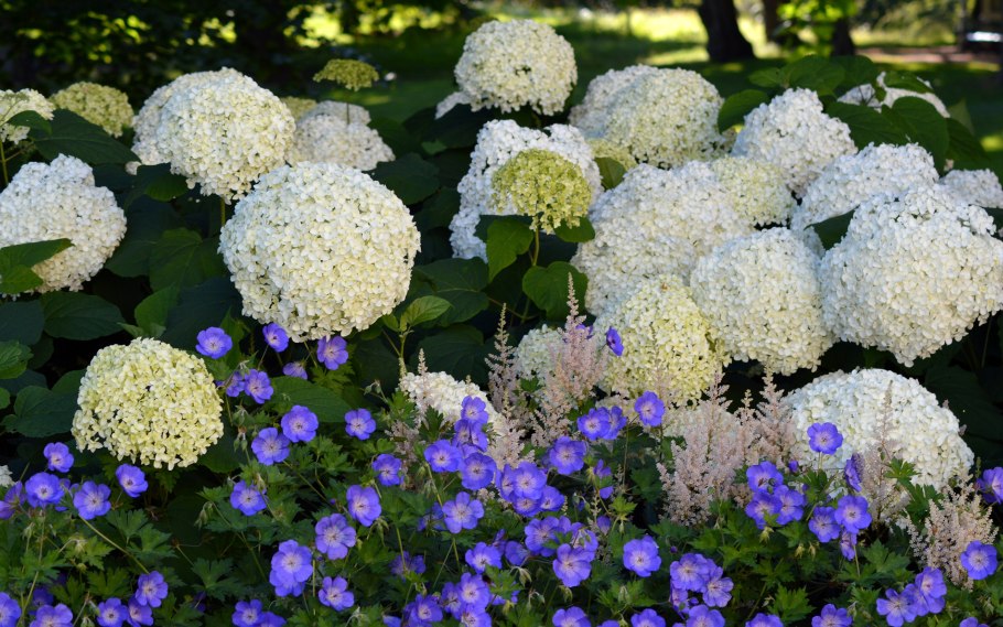 Лиатрис колосковый Альба