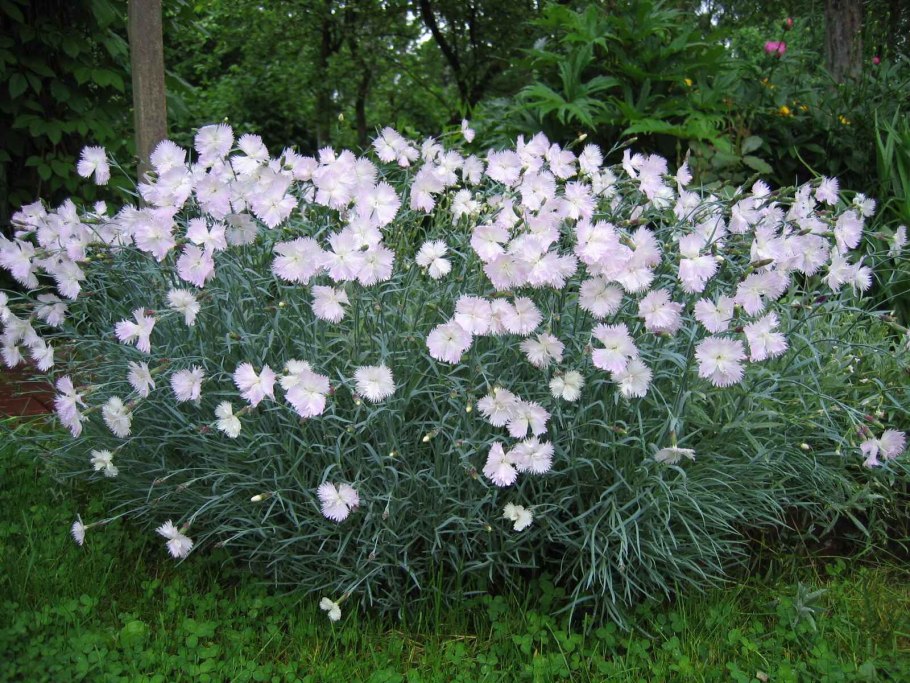 Гортензия древовидная Annabelle