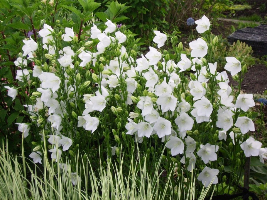 Флокс метельчатый микс