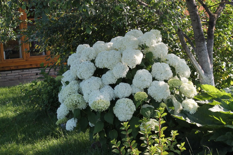 Астильба Милк энд Хани