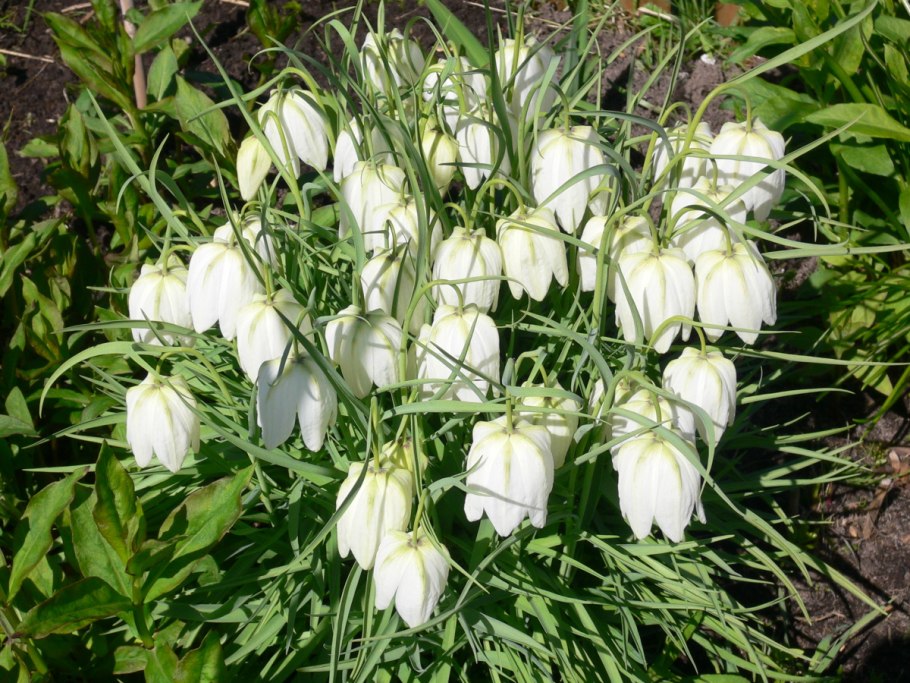 Белые многолетники