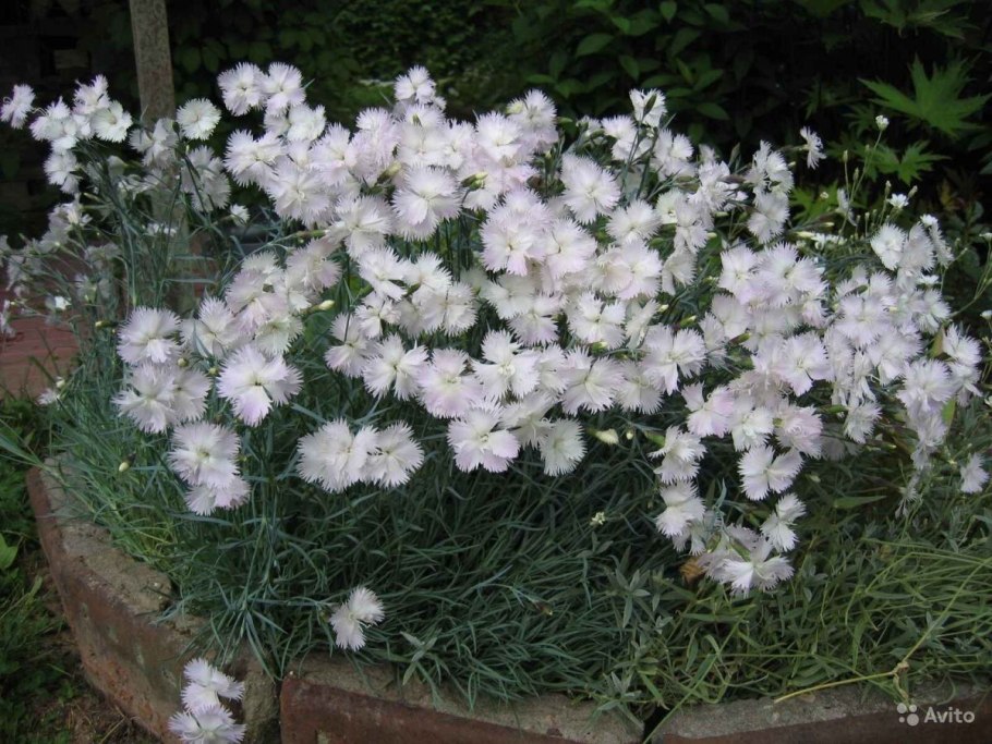 Колокольчик Карпатский Уайт клипс