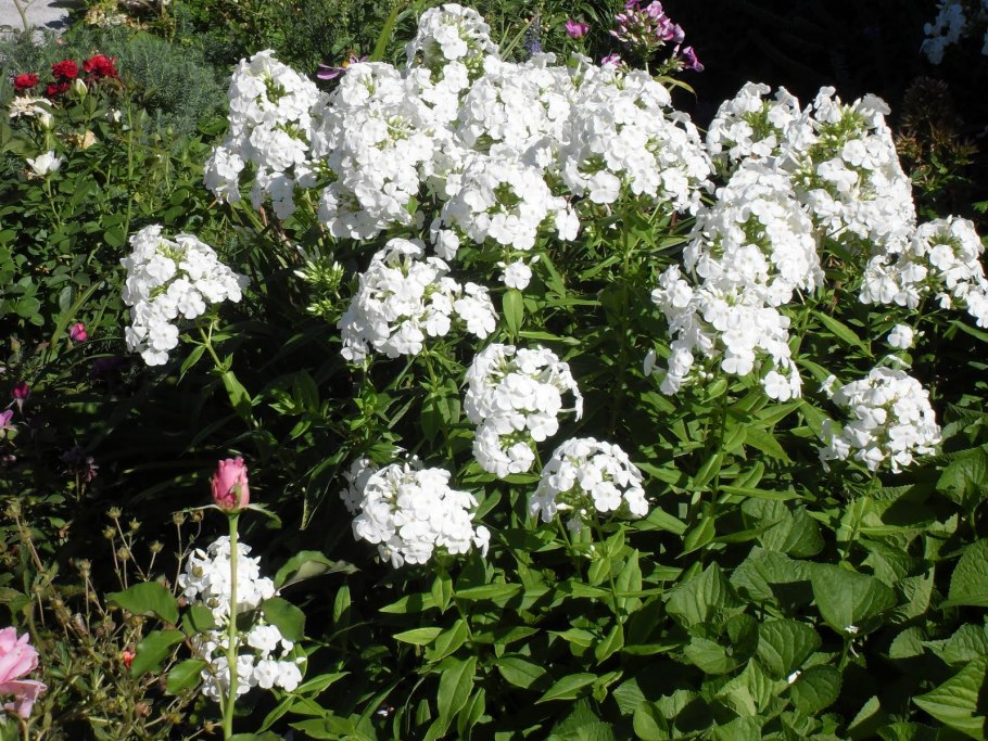 Астильба Арендса Иррлихт