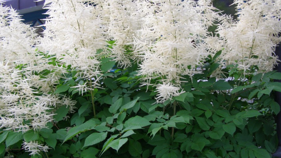 Гортензия метельчатая УАЙТЛАЙТ