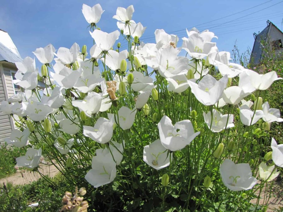 Мальва мускусная ( просвирник)