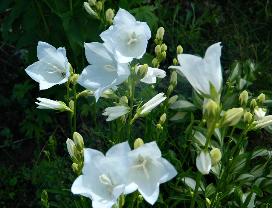 Астильба Younique White