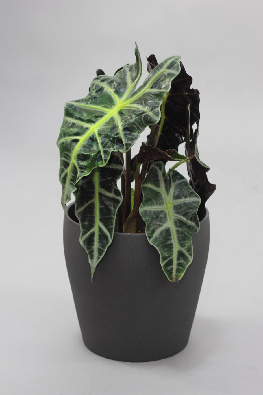 Хлороз алоказия