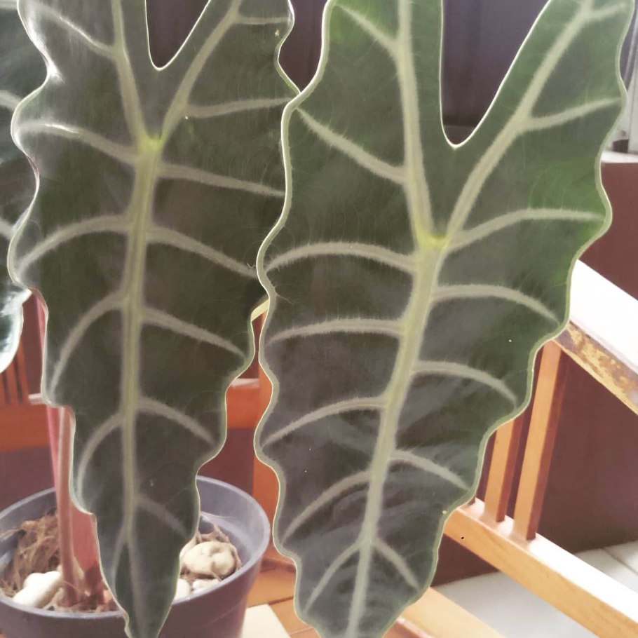 Алоказия heterophylla