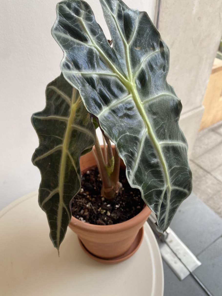 Алоказия Полли