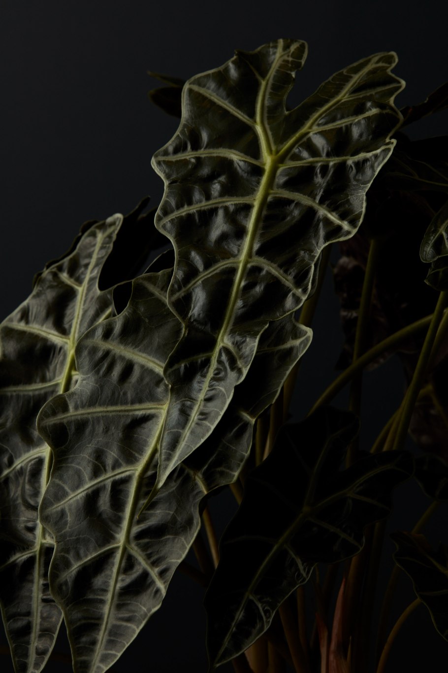 Алоказия Клеопатра