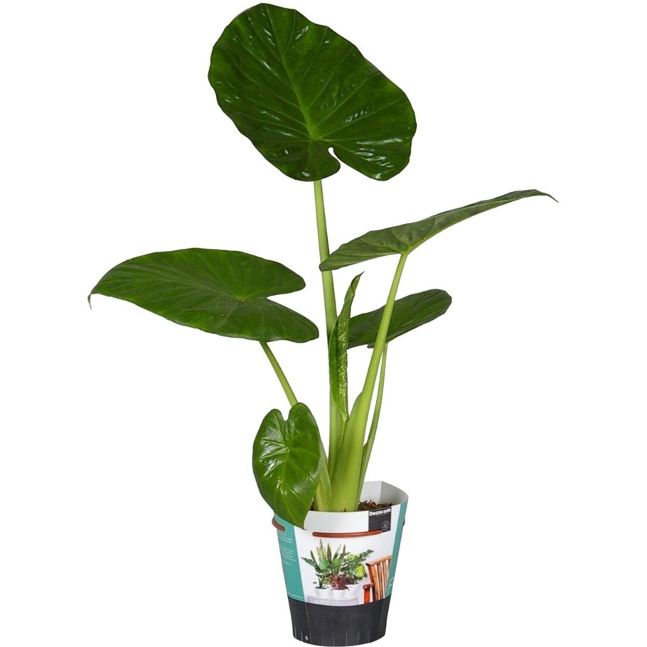 Алоказия реверса