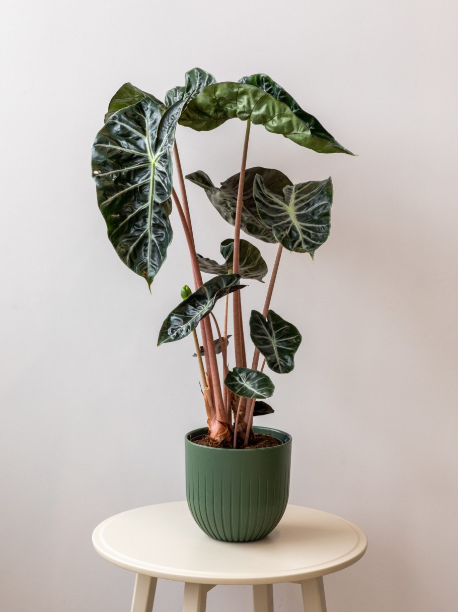 Алоказия Венти