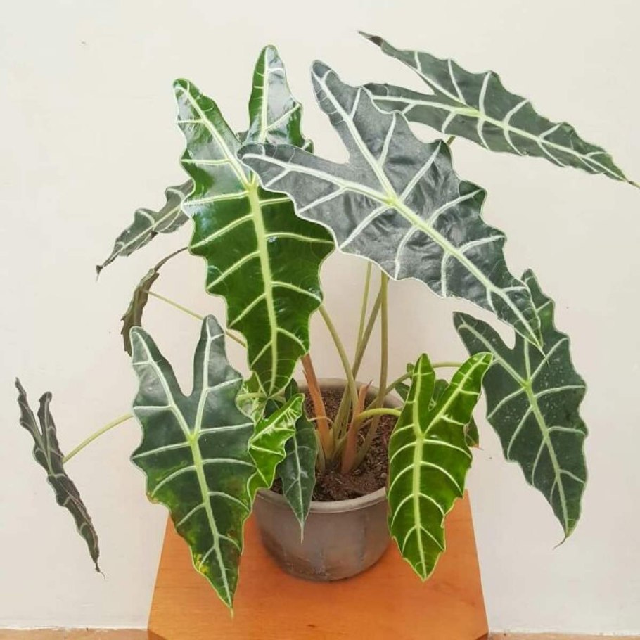 Алоказия Грин вельвет