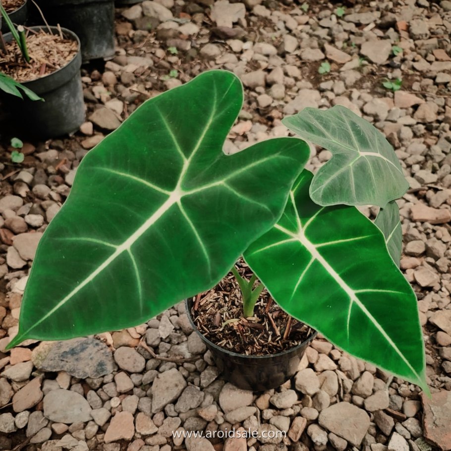 Алоказия scalprum