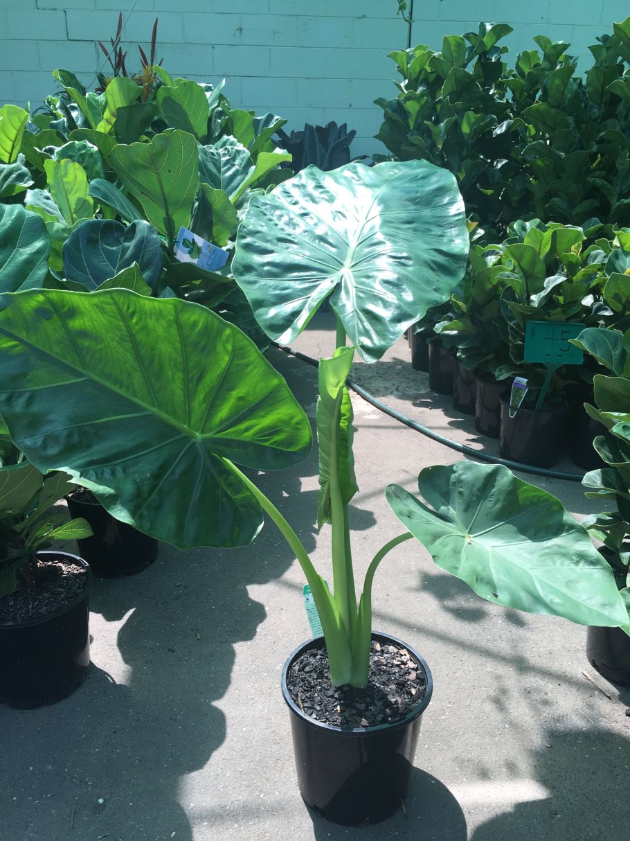 Алоказия Перл Найт