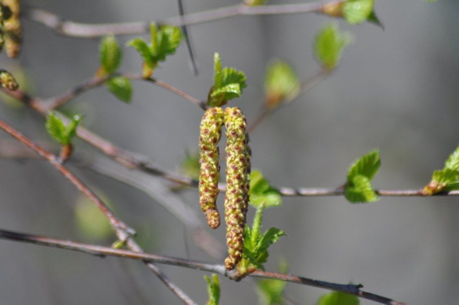 Ольха картинка для детей