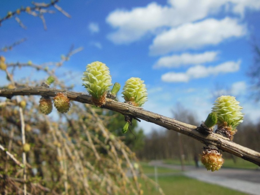 Alnus glutinosa (ольха европейская)