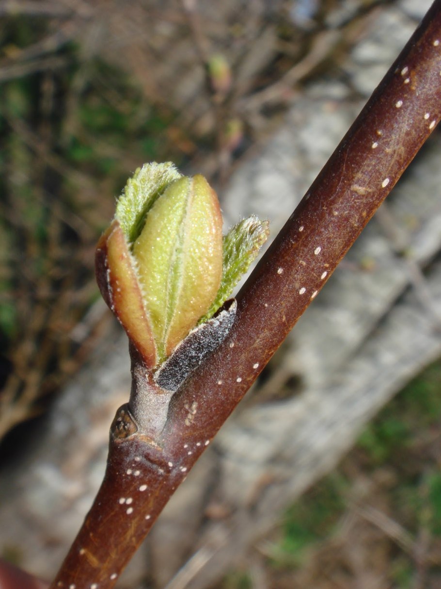 Ольха дерево почки