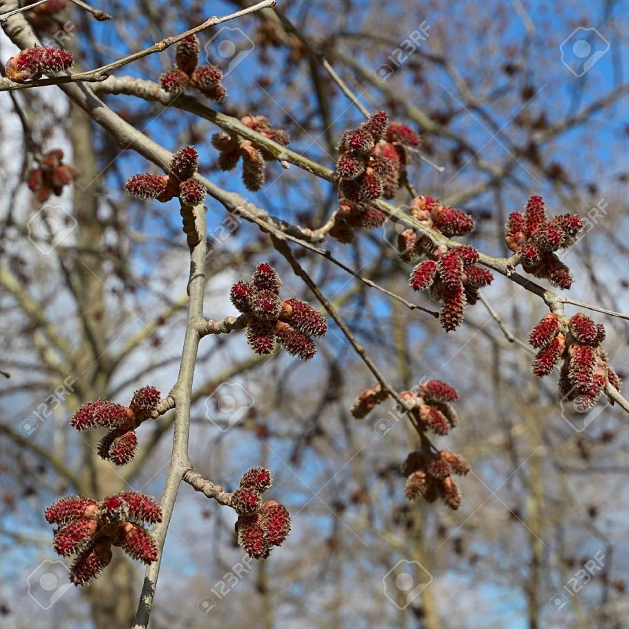 Ольха клейкая – Alnus glutinosa. Мужской и женский побег