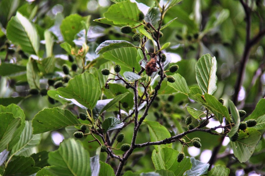 Alnus Alba
