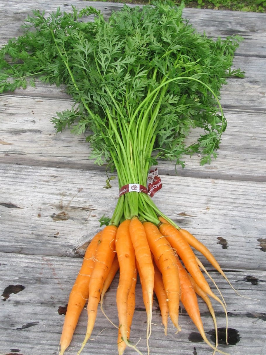 Морковь Кардинал 500шт