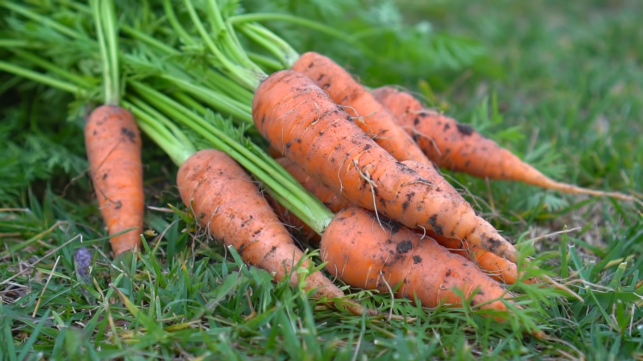 Mexican Paradise растения