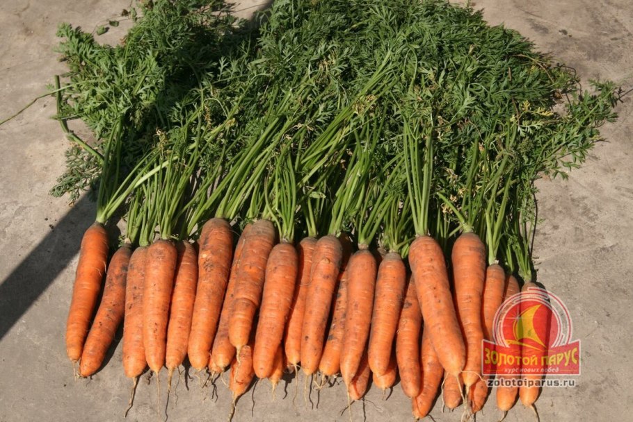 Как вырастить морковь