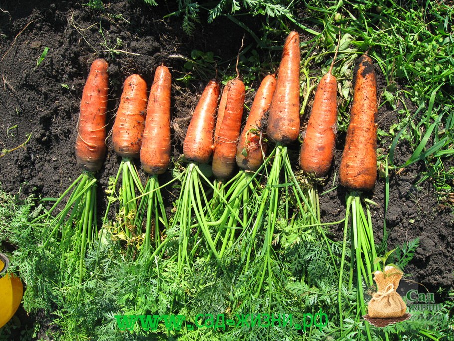 Морковная ферма