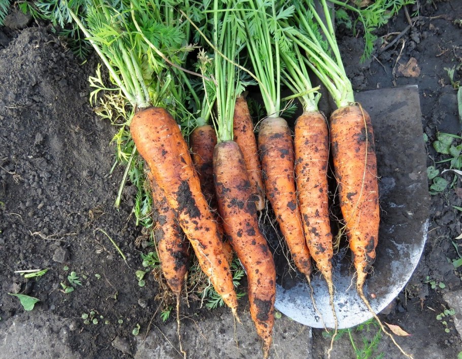 Сорт морковь 25см