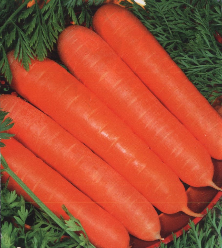 Морковка растет на черноземах