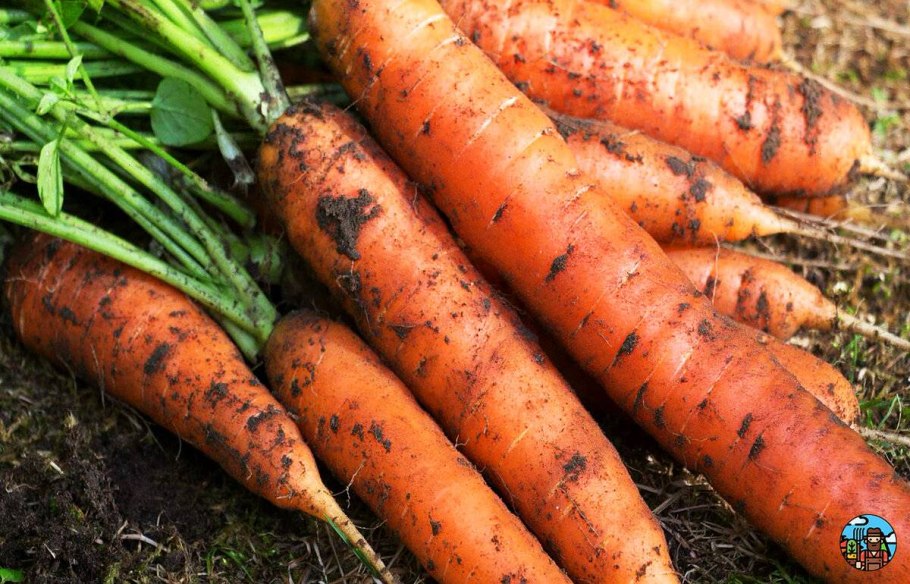 Морковь в огороде