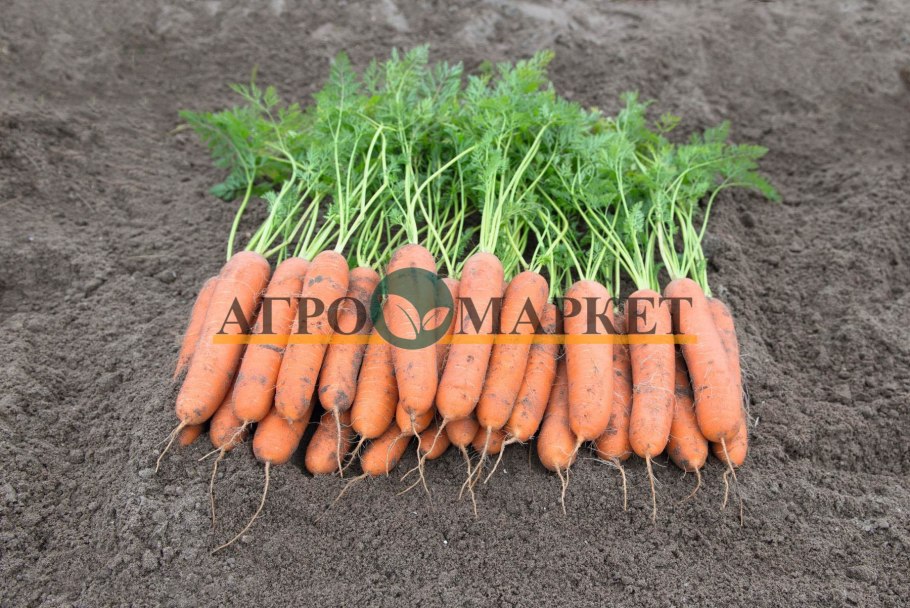 Самовыкапывающаяся морковь сорт