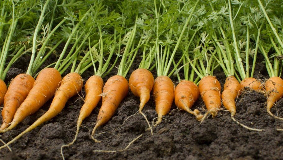 Морковь Юкон
