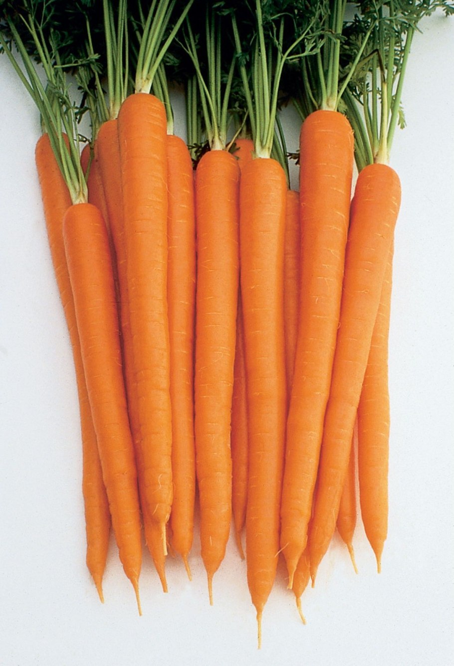 Морковь Бангор f1