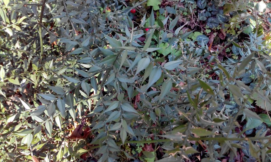 Город Сочи улица Вишневая