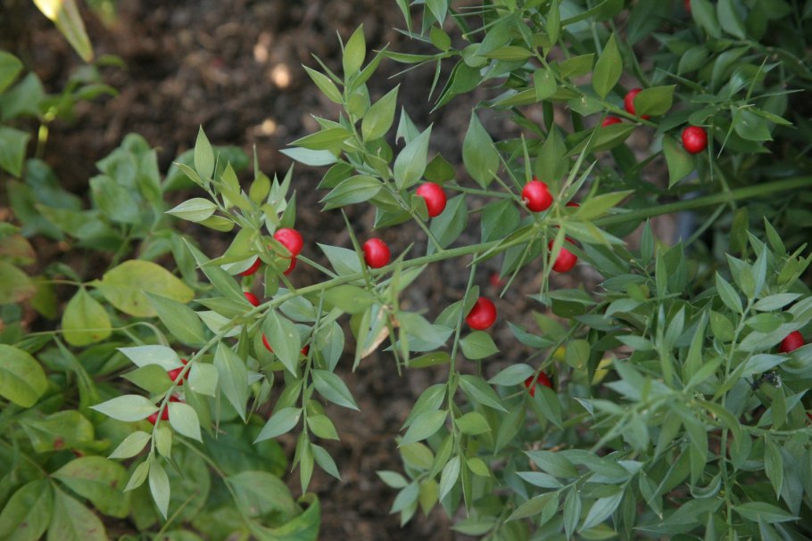 Ruscus aculeatus ареал
