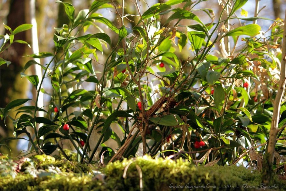 Иглица Колхидская цветение