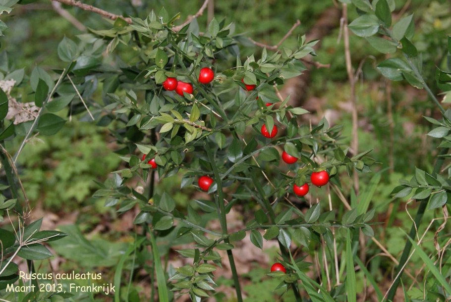 Иглица Понтийская корень