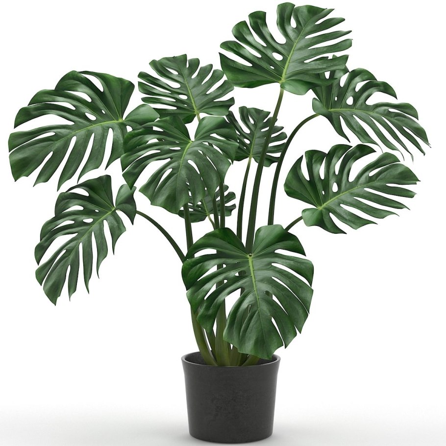 Monstera obliqua Peru