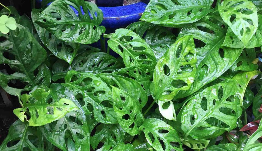 Monstera deliciosa соцветие