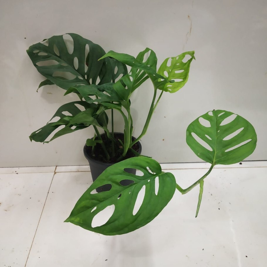 Monstera pinnatipartita/монстера пиннатипартита