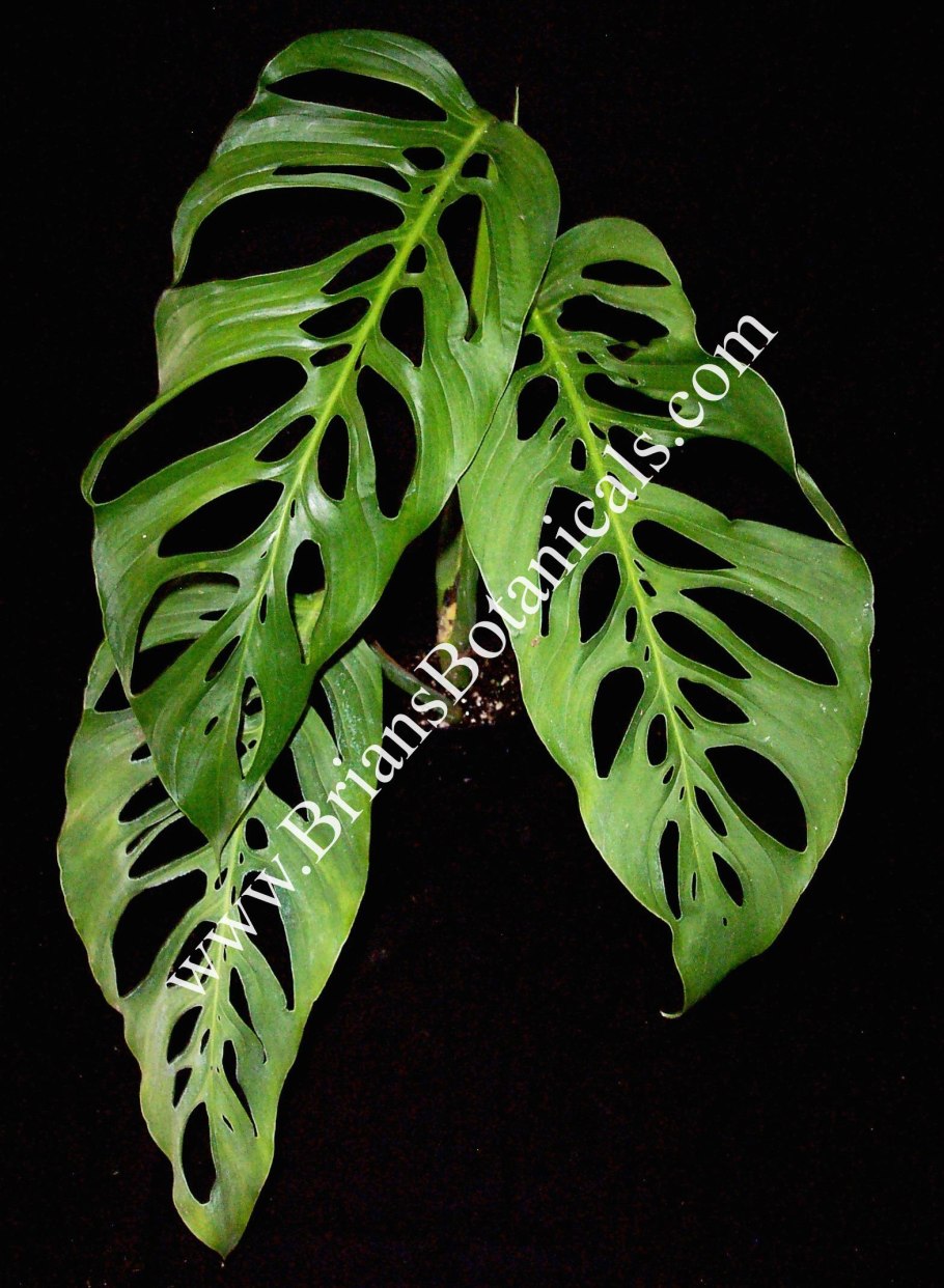 Монстера эскулетто