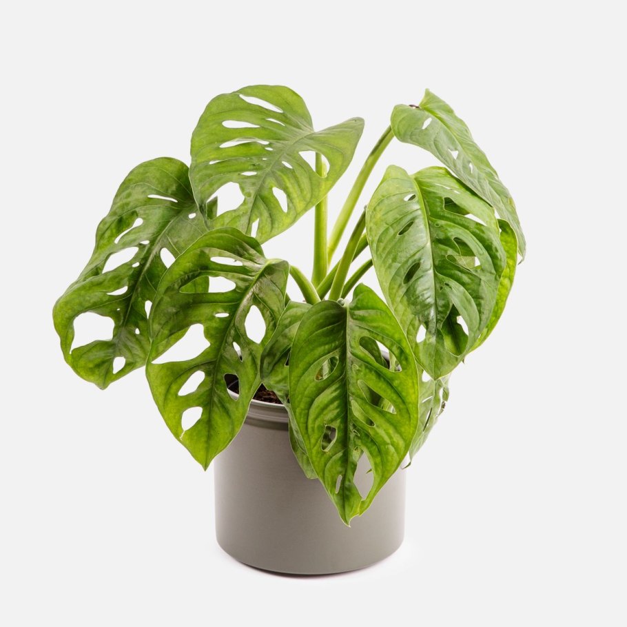 Монстера новый лист