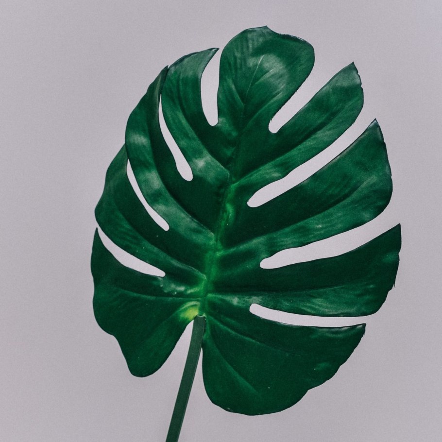 Монстера e98283