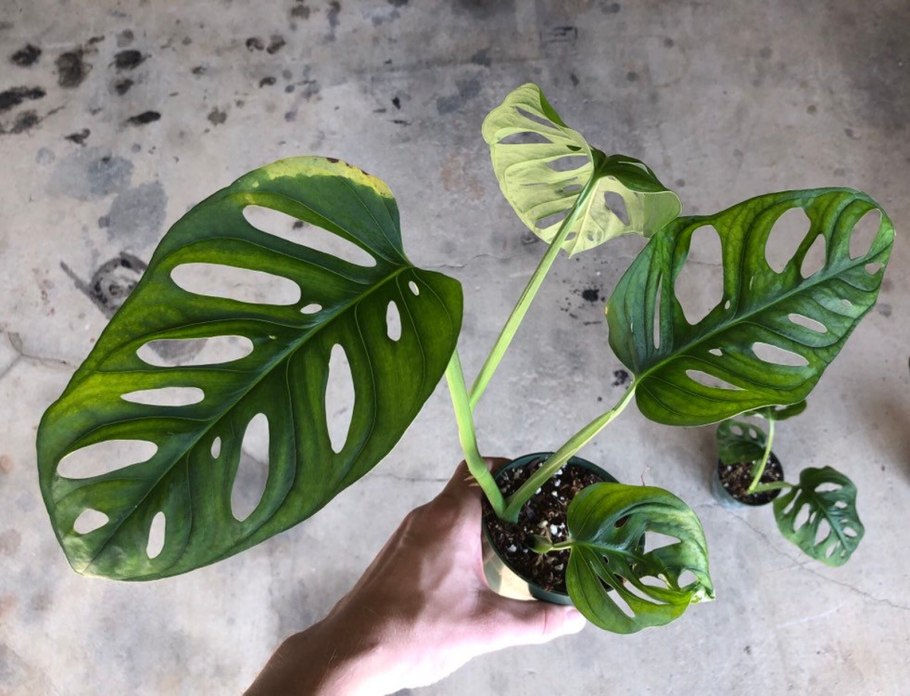 Монстера адансона monstera adansonii